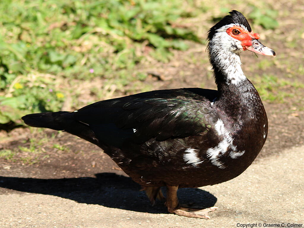 Muscovy Duck (Cairina moschata) - Adult (feral)