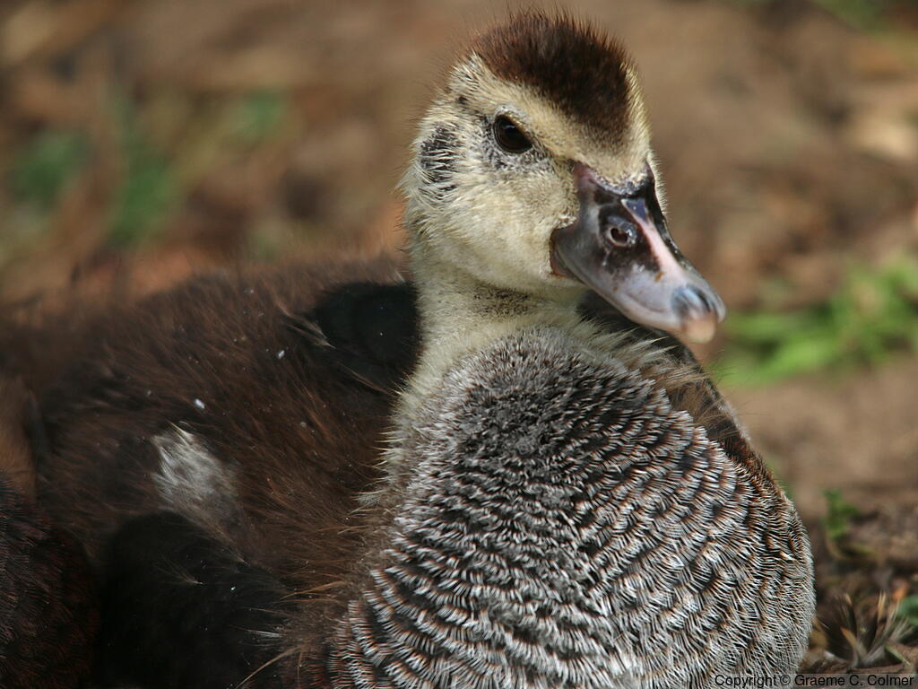 Muscovy Duck (Cairina moschata) - Juvenile