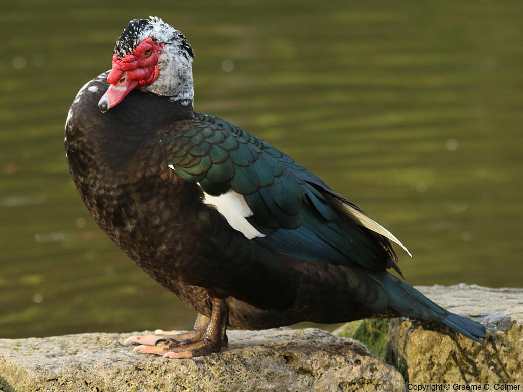 Muscovy Duck (Cairina moschata) - Adult (feral)
