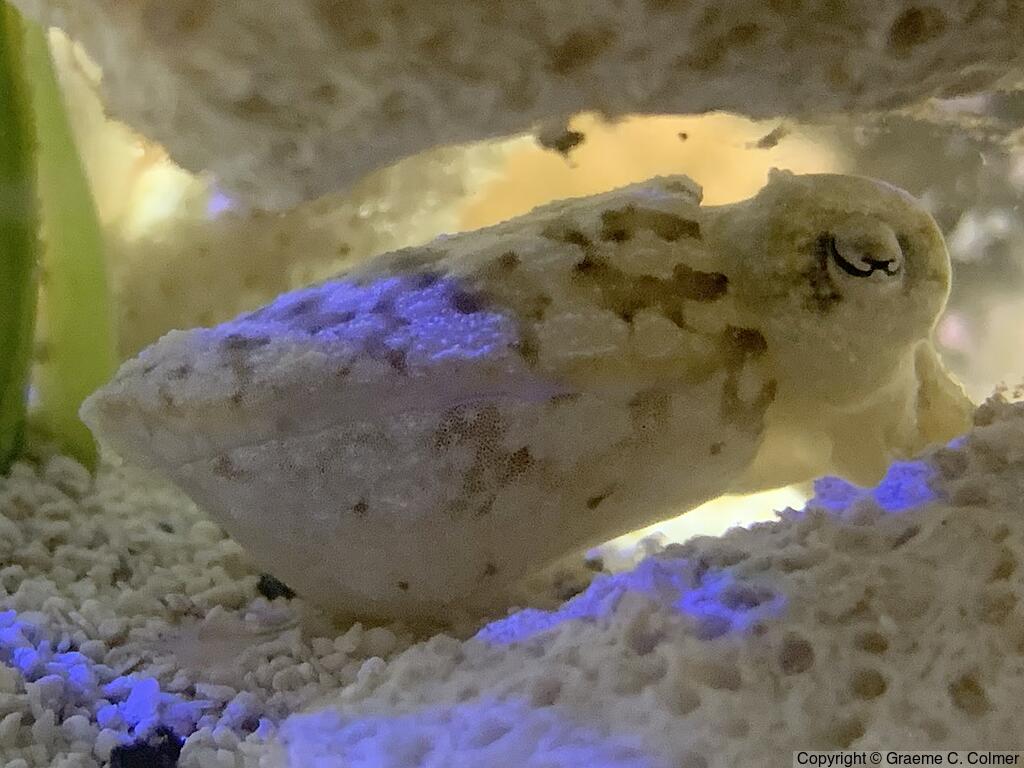 Sepia bandensis - Adult