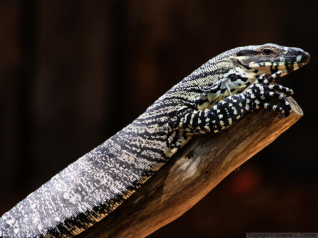 Varanus varius - Adult