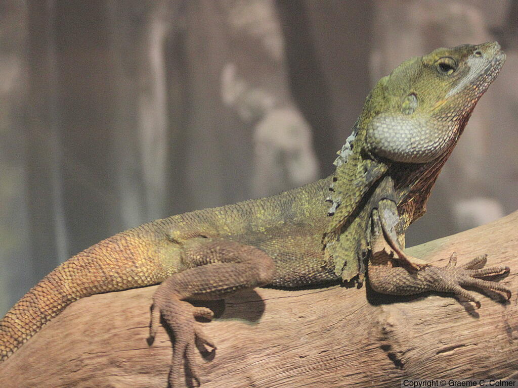 Frilled Lizard (Chlamydosaurus kingii) - Adult