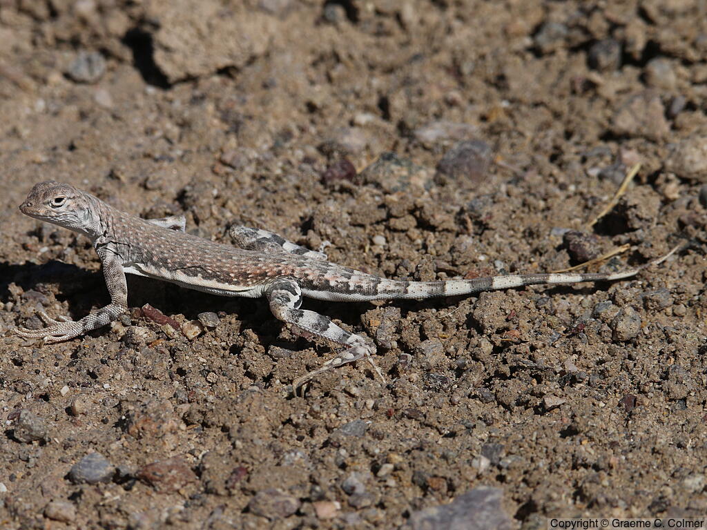 Zebra-tailed Lizard (Callisaurus draconoides) - Adult