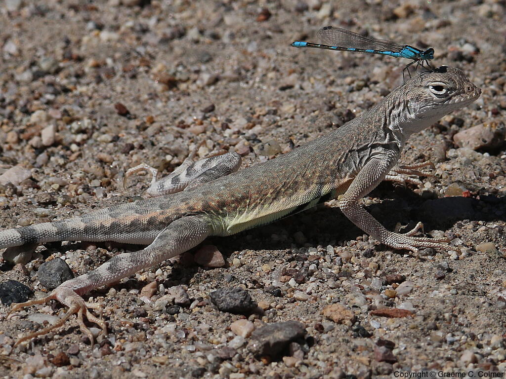Zebra-tailed Lizard (Callisaurus draconoides) - Adult