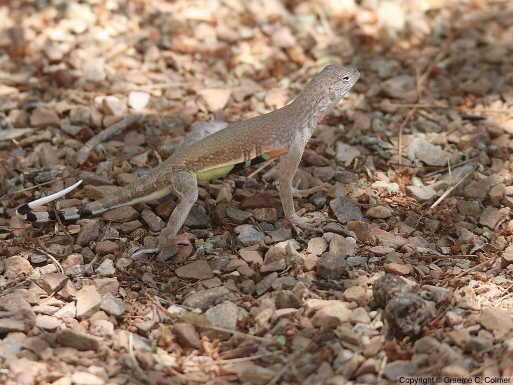 Zebra-tailed Lizard (Callisaurus draconoides) - Adult