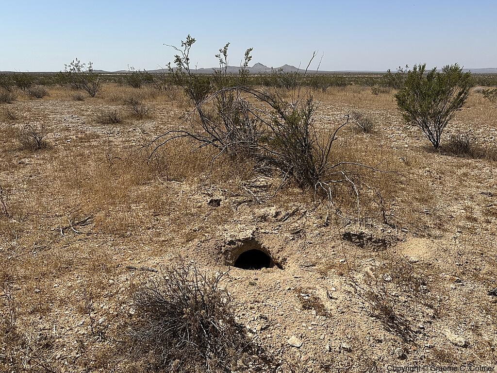 Desert Tortoise Research Natural Area - Tortoise Burrow