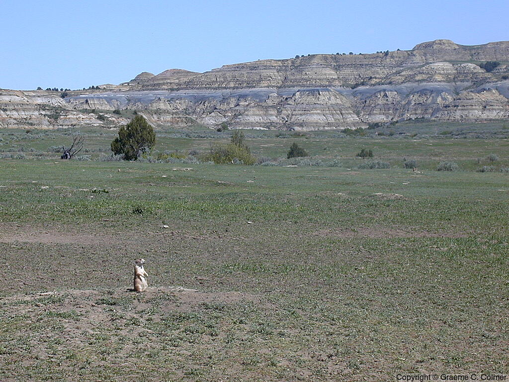 Theodore Roosevelt National Park - Prairie Dog and Landscape