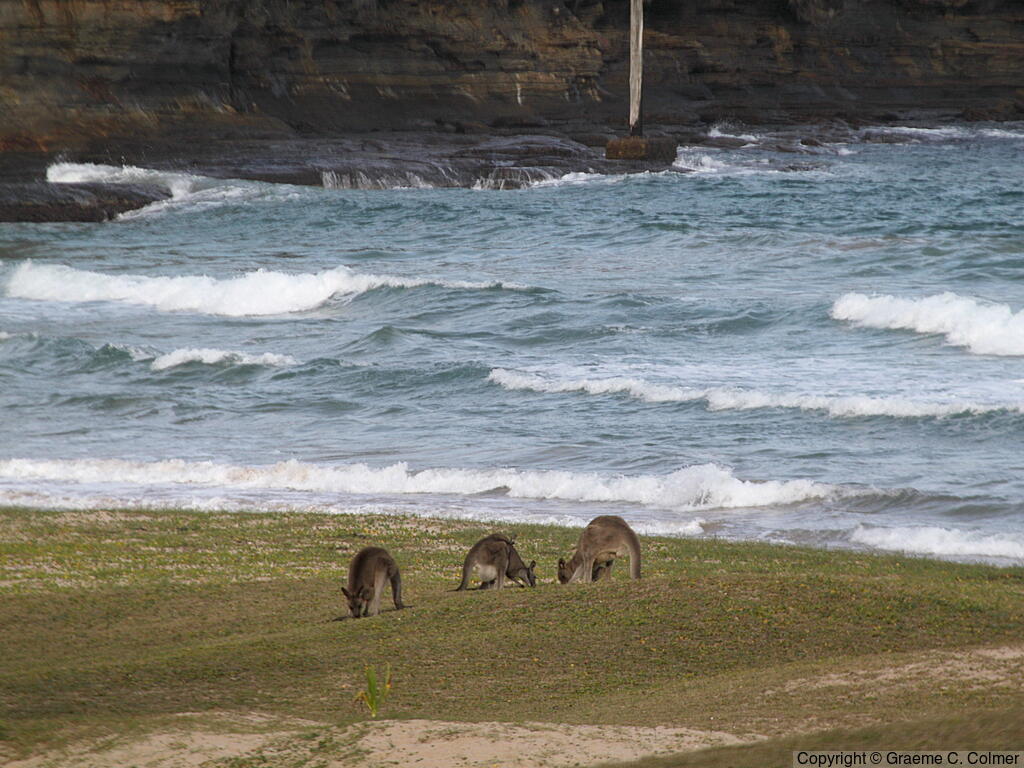 Murramarang National Park - Kangaroos on Pebbly Beach