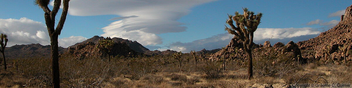 Joshua Tree National Park - Joshua Tree National Park