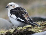 Snow Bunting (Plectrophenax nivalis) - Adult