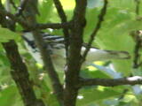 Blackpoll Warbler (Setophaga striata) - Breeding male