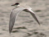 Common Tern (Sterna hirundo) - Immature