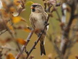 Redpoll (Acanthis flammea) - Female/immature (common)