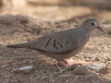 Common Ground Dove (Columbina passerina) - Adult
