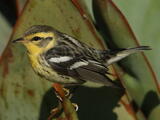 Blackburnian Warbler (Setophaga fusca) - Female/Immature male
