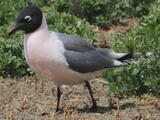 Franklin's Gull (Leucophaeus pipixcan) - Breeding adult