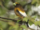 Evening Grosbeak (Hesperiphona vespertina) - Adult male