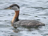Red-necked Grebe (Podiceps grisegena) - Breeding adult