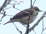Northern Waterthrush (Parkesia noveboracensis) - Adult