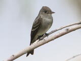 Least Flycatcher (Empidonax minimus) - Adult