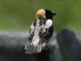 Bobolink (Dolichonyx oryzivorus) - Adult