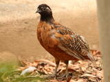 Northern Bobwhite (Colinus virginianus) - Adult male (Masked)