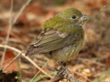 Painted Bunting (Passerina ciris) - Female/immature
