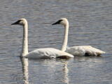 Trumpeter Swan (Cygnus buccinator) - Adults