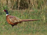 Ring-necked Pheasant (Phasianus colchicus) - Adult male