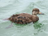 Black Scoter (Melanitta americana) - Immature male