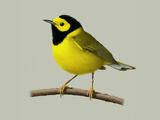 Hooded Warbler (Setophaga citrina) - Adult male
