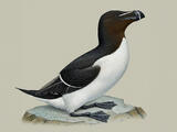 Razorbill (Alca torda) - Adult