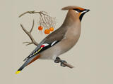 Bohemian Waxwing (Bombycilla garrulus) - Adult
