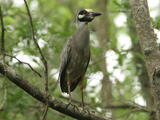 Yellow-crowned Night Heron (Nyctanassa violacea) - Adult