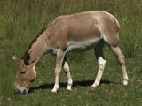 Odd-toed Ungulates (order) - Adult
