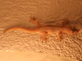 Geckos (family) - Adult