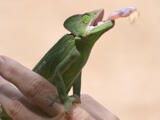 Chameleons (family) - Adult