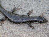 Skinks (family) - Adult