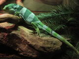American Arboreal Lizards (family) - Adult