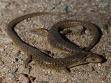 Alligator Lizards (family) - Adults