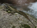 Helmet Lizards (family) - Adult male