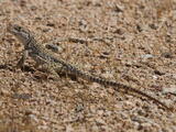 Leopard Lizards (family) - Adult