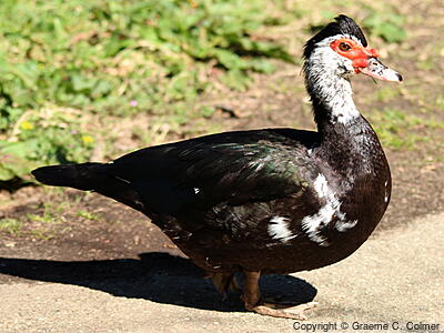 Muscovy Duck (Cairina moschata) - Adult (feral)