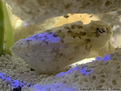 Sepia bandensis - Adult