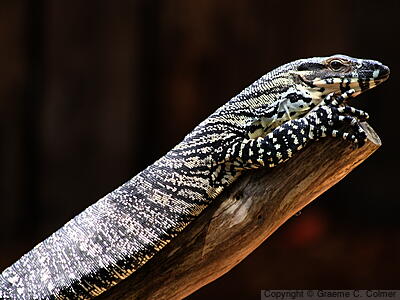 Varanus varius - Adult