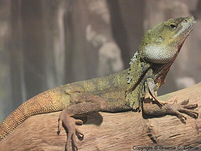 Frilled Lizard (Chlamydosaurus kingii) - Adult