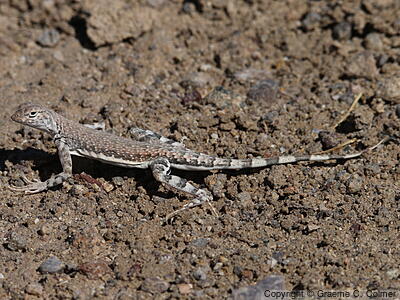 Zebra-tailed Lizard (Callisaurus draconoides) - Adult