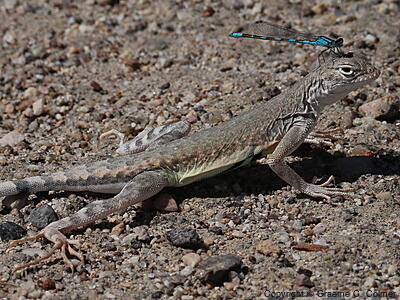 Zebra-tailed Lizard (Callisaurus draconoides) - Adult