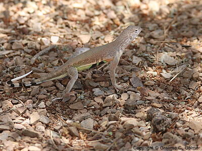 Zebra-tailed Lizard (Callisaurus draconoides) - Adult