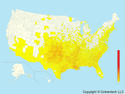 Mississippi Kite (Ictinia mississippiensis) - United States